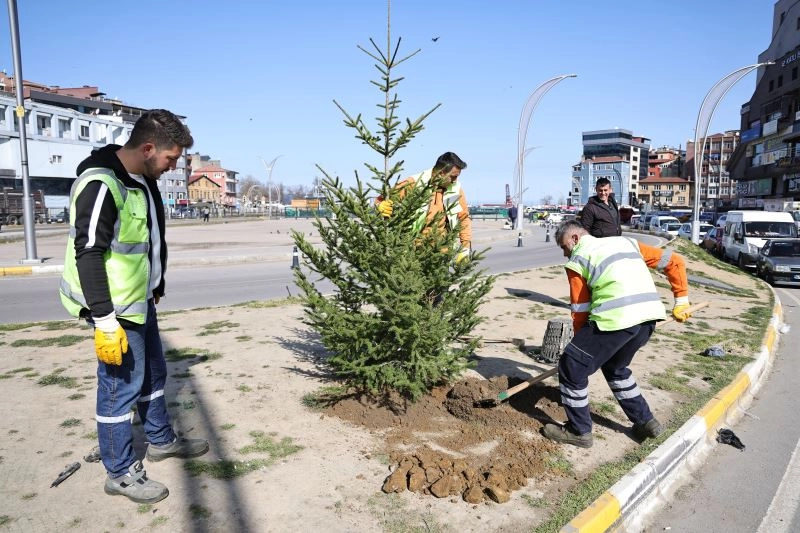Zonguldak&rsquo;ta yeşil alanlar batı ladini fidanlarıyla g&uuml;&ccedil;leniyor