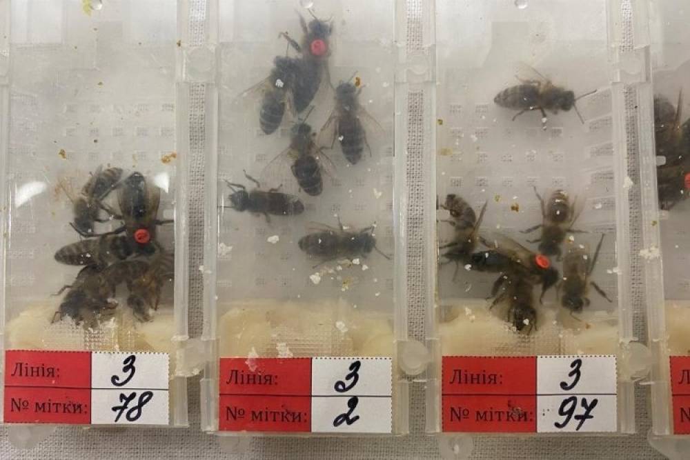 Sabiha G&ouml;k&ccedil;en'de 'canlı arı' avı!